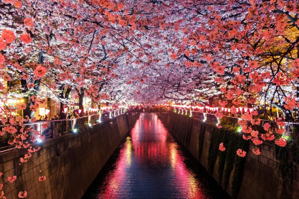 A river in Japan with Sakura Flowers